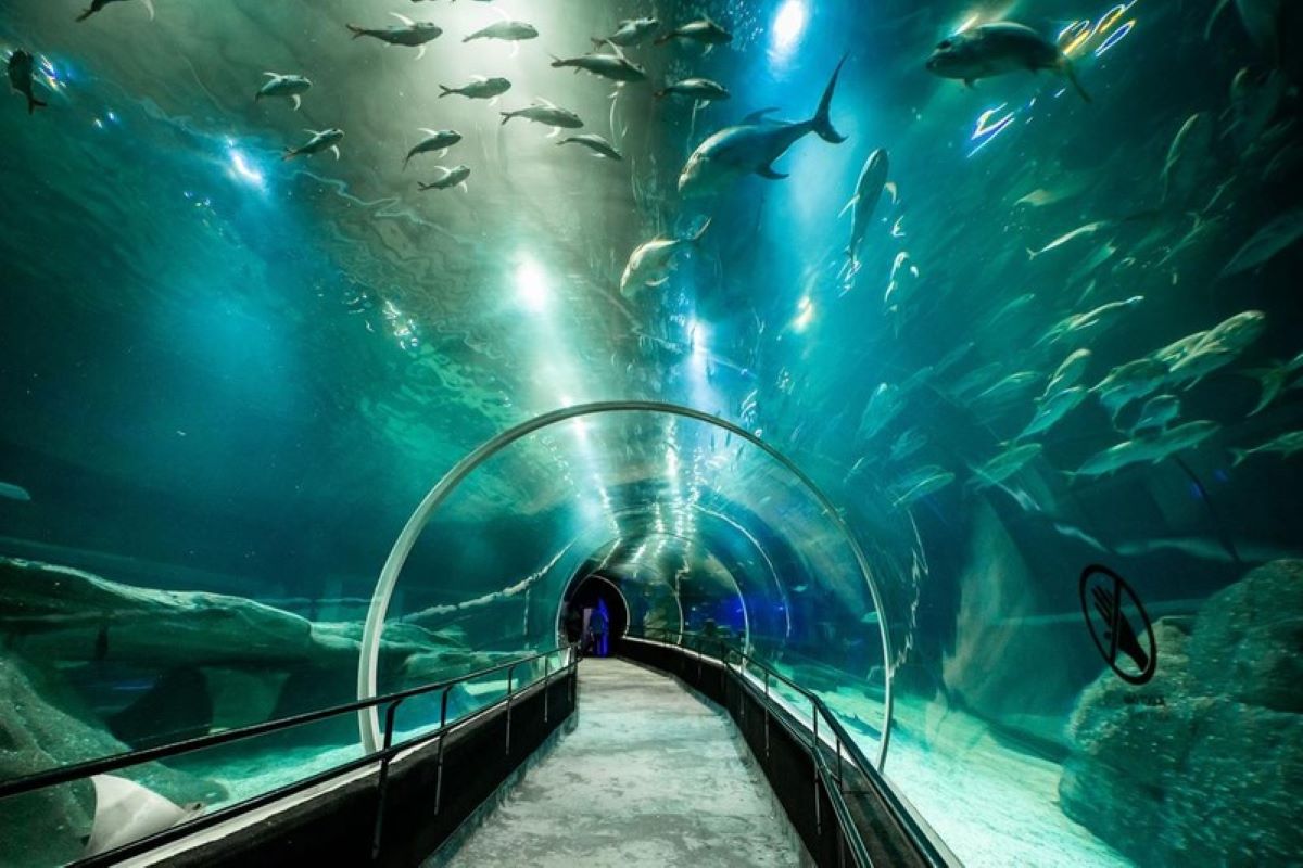 AquaRio
